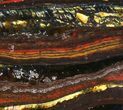 Polished Tiger Iron Stromatolite - ( Billion Years) #38921-1